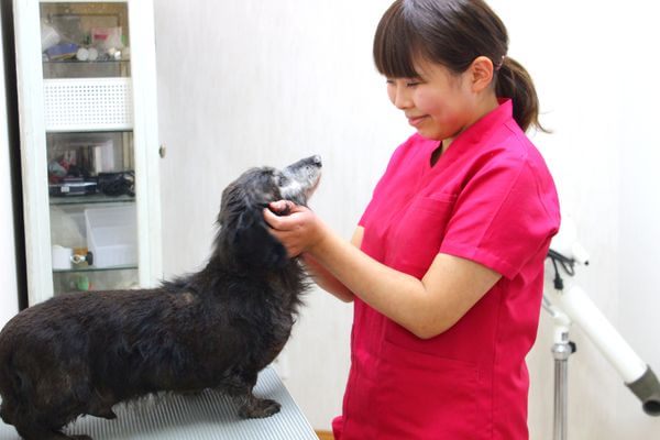 大沢どうぶつ病院のトリミング